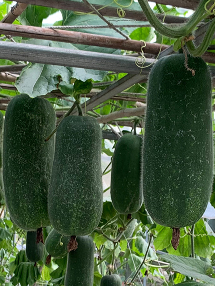 Yueguang Wax Gourds