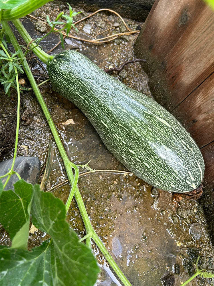 Jiaojian No.1 Pumpkin