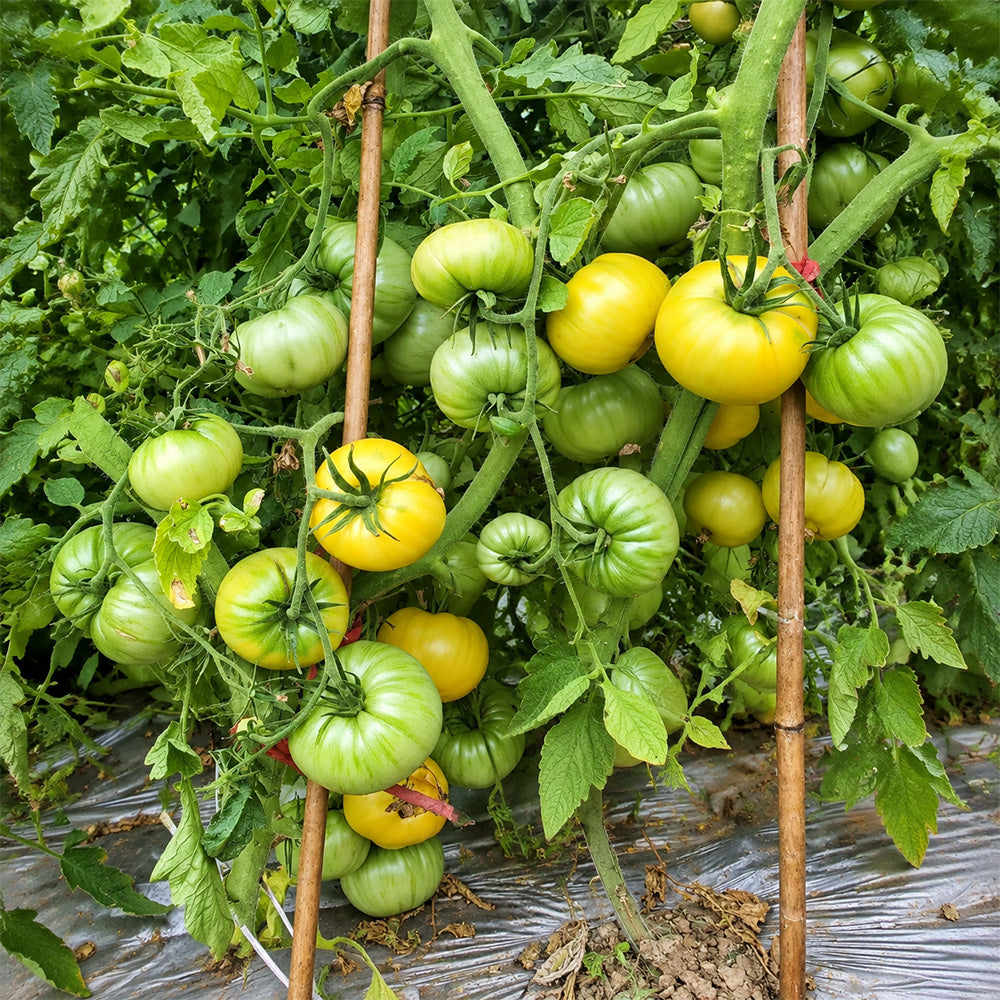 108 Carnival-1 Tomato