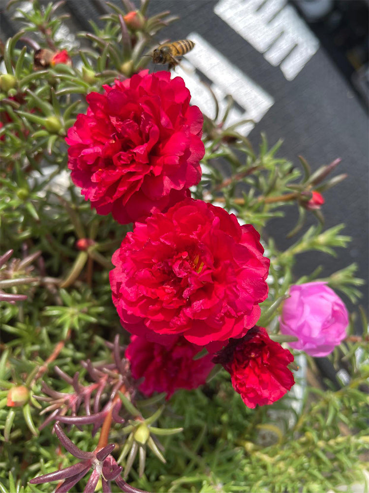 Hezhichun Red Moss-Rose Purslane