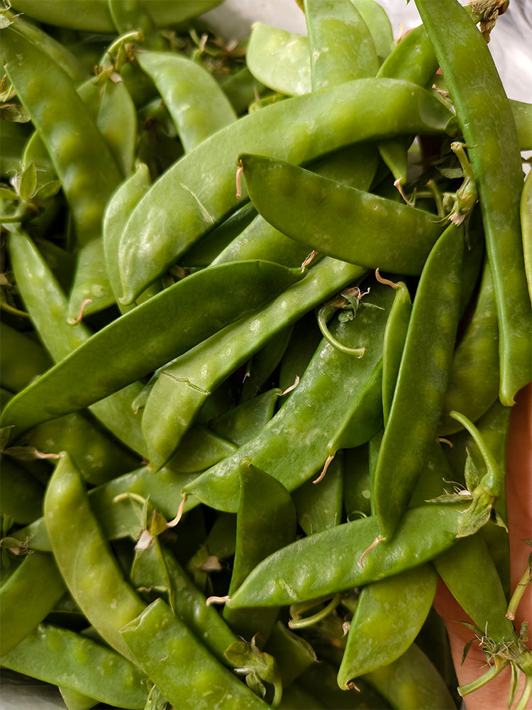Large-Pod Snow Pea