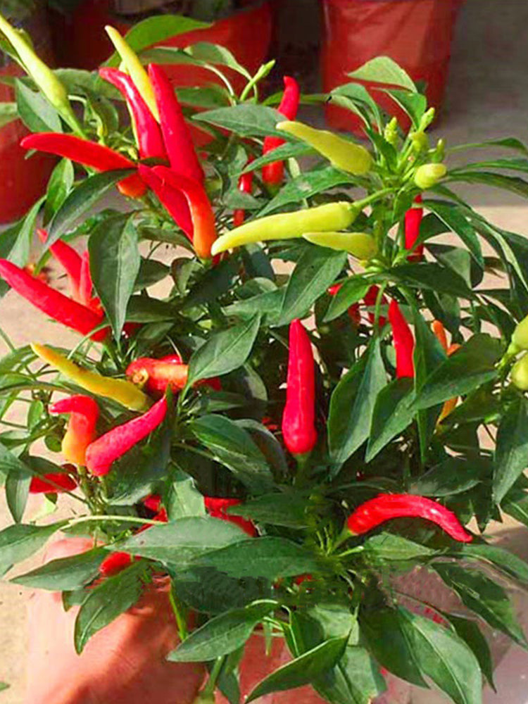 Colorful Chaotian Pepper