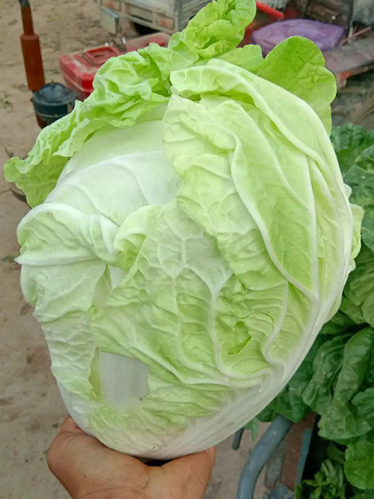 Delicious Compact-head Chinese Cabbage