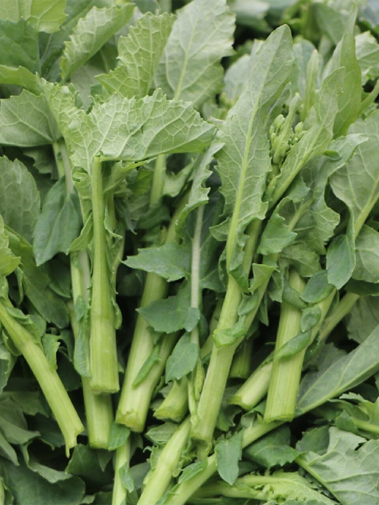 Lvyou No.12 Youcaitai (Chinese Flowering Cabbage)