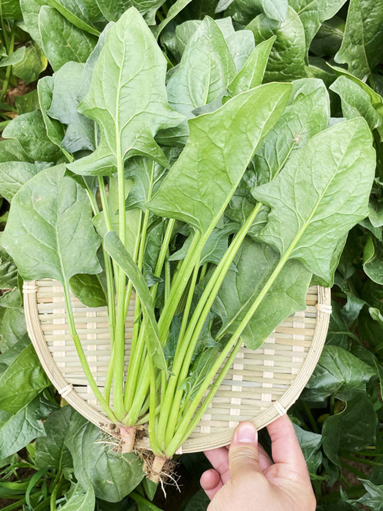 'Heat-Tolerant King' Spinach