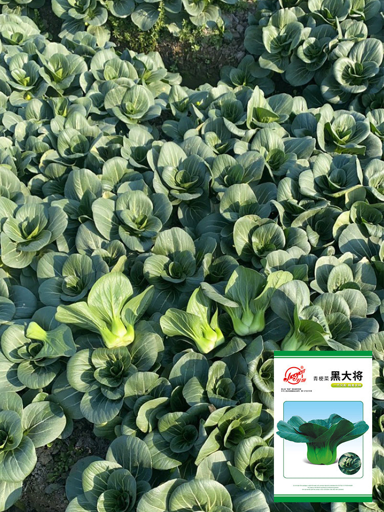 'Black General' Bok Choy