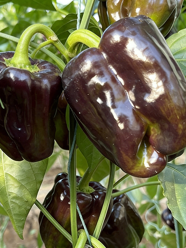 Coffee Fruit Sweet Pepper