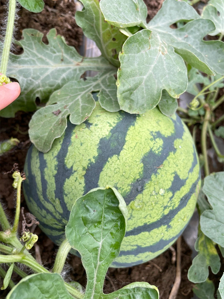 Qilin No.1 Watermelons