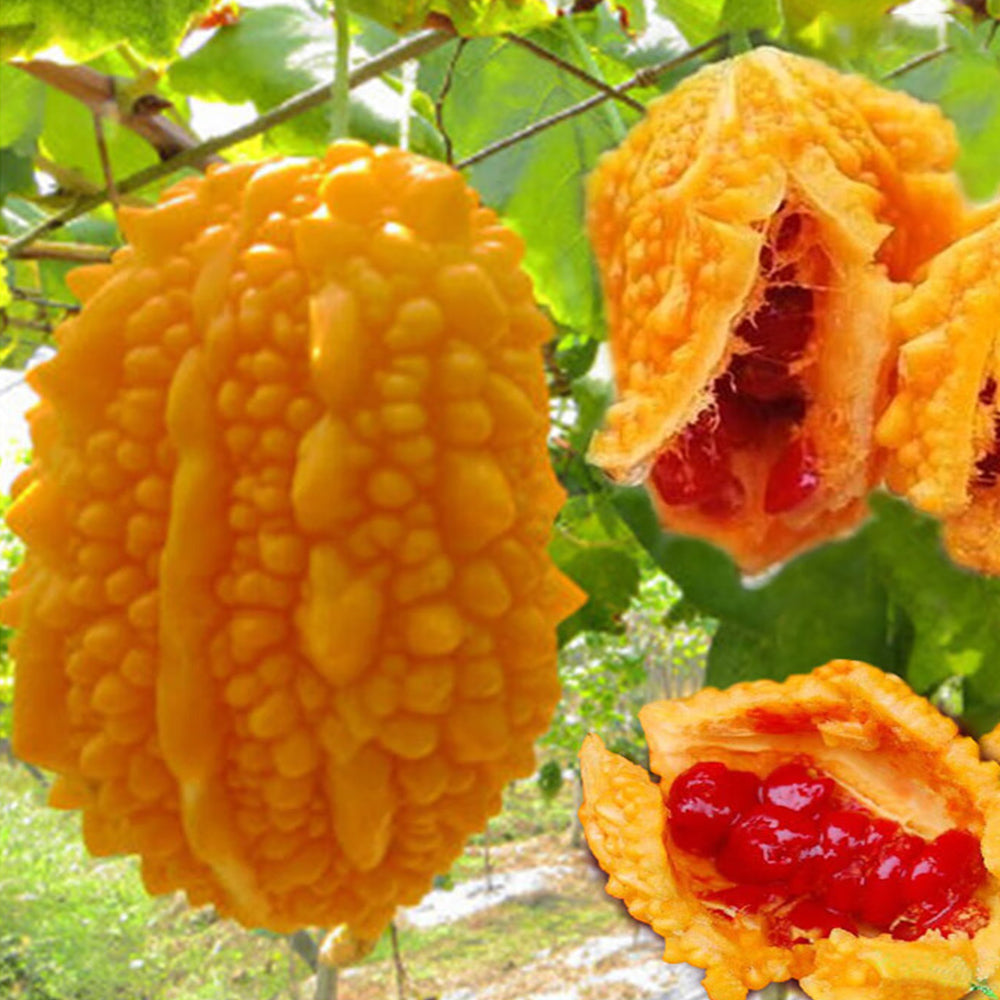 5 Bags (10 Seeds / Bag) Ripe Orange Bitter Melon Seeds, Sweet Ampalaya Bitter Gourds