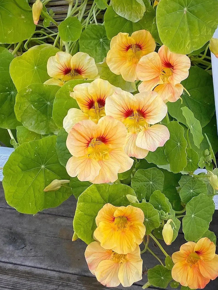 Sunburst' Yellow Nasturtium (Tropaeolum majus)