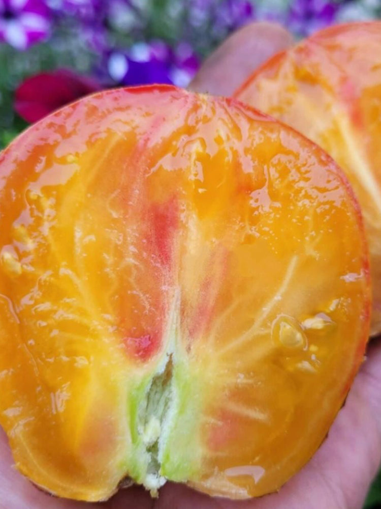 1027 Fiery Veil Tomato