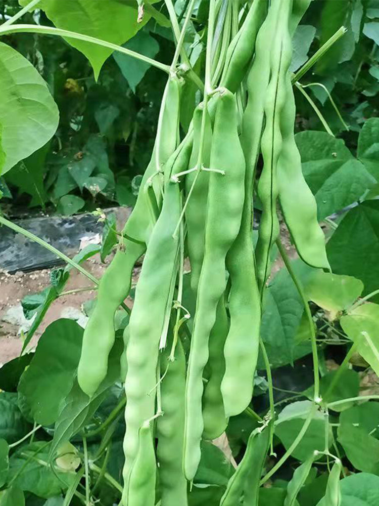 Huajun No.10 Snow Beans