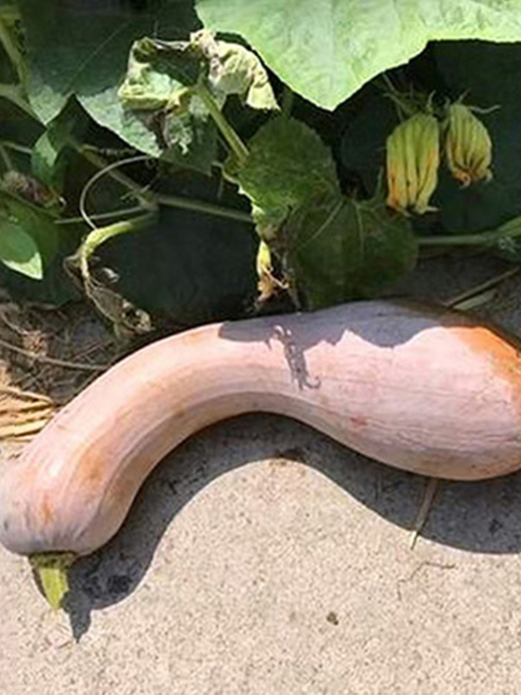 Golden Hook Pumpkin