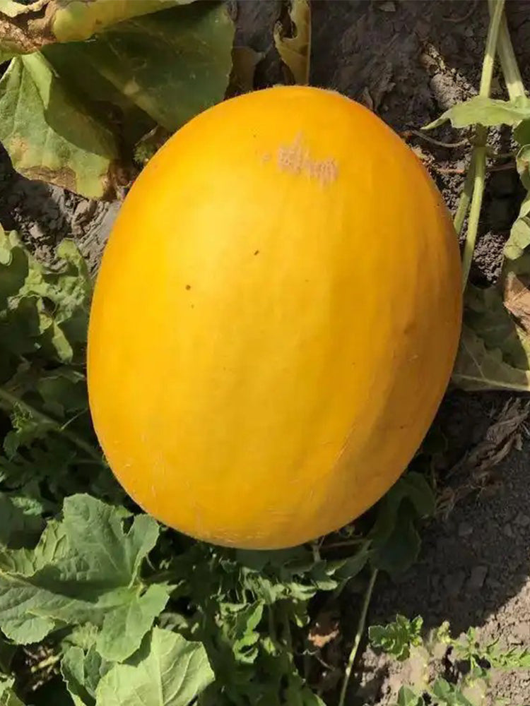 Hongyu Muskmelon