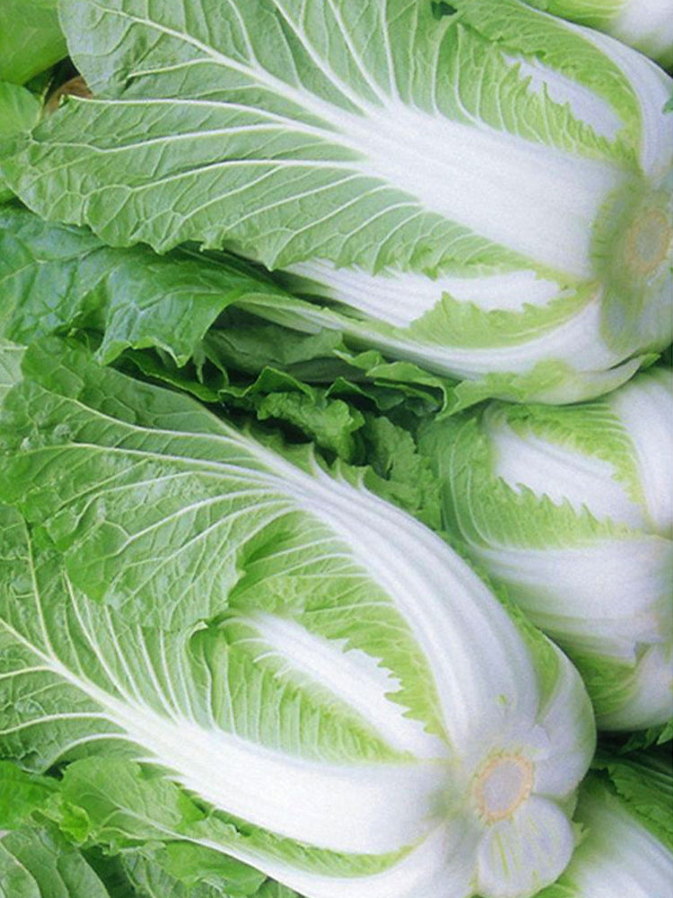 Shiny Green No.3 Chinese Cabbage