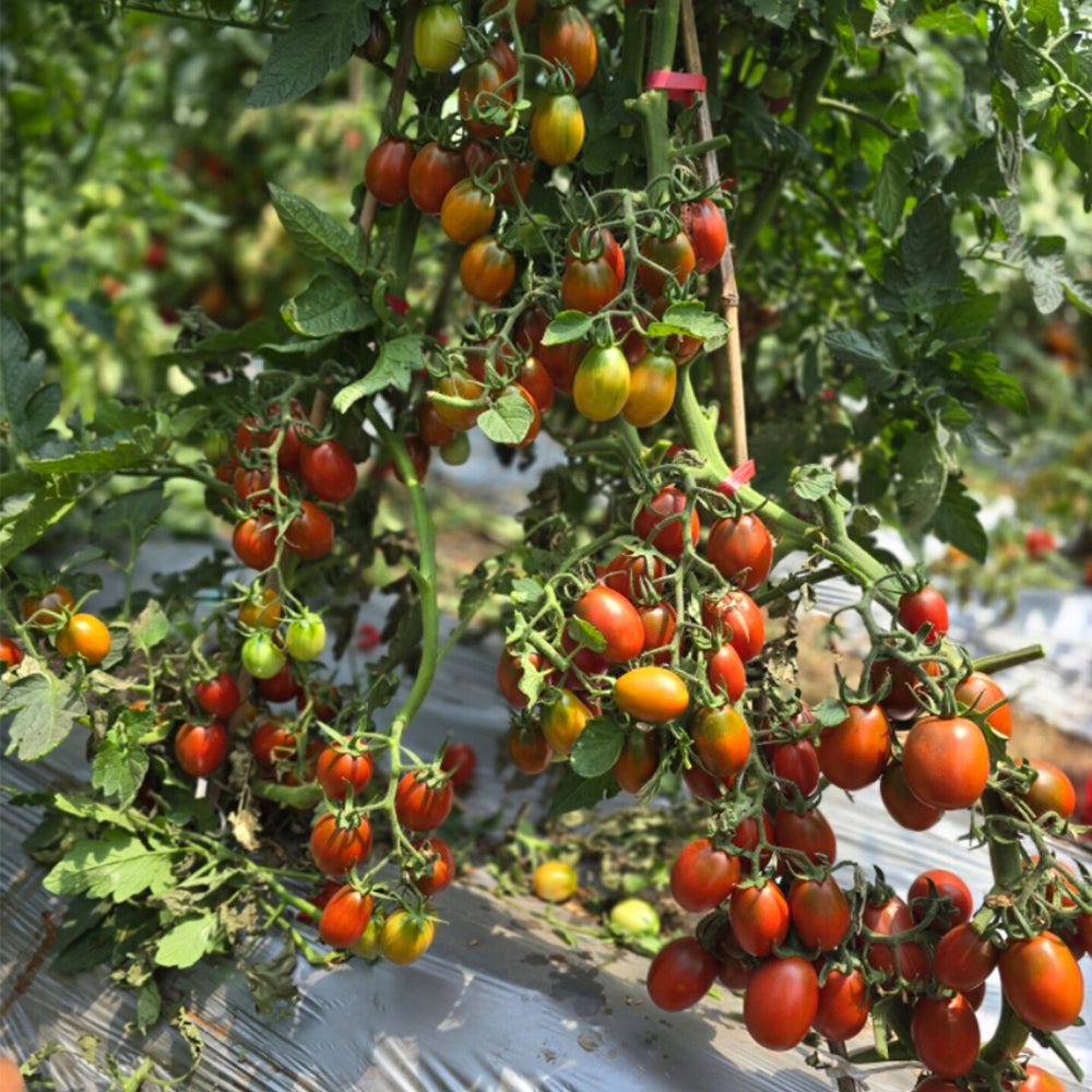 698 Brown Egg Cherry Tomato