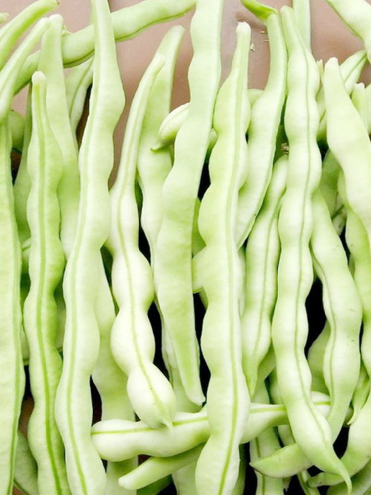 Continuously Harvestable Nine-grain White Kidney Beans