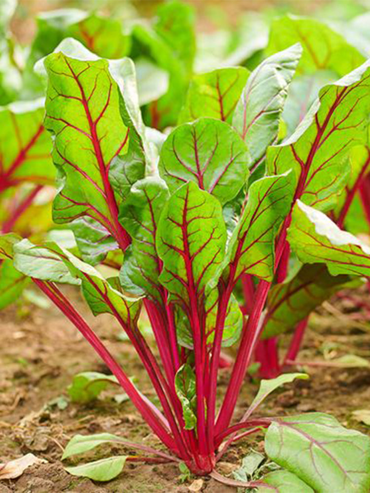Red Swiss Chard