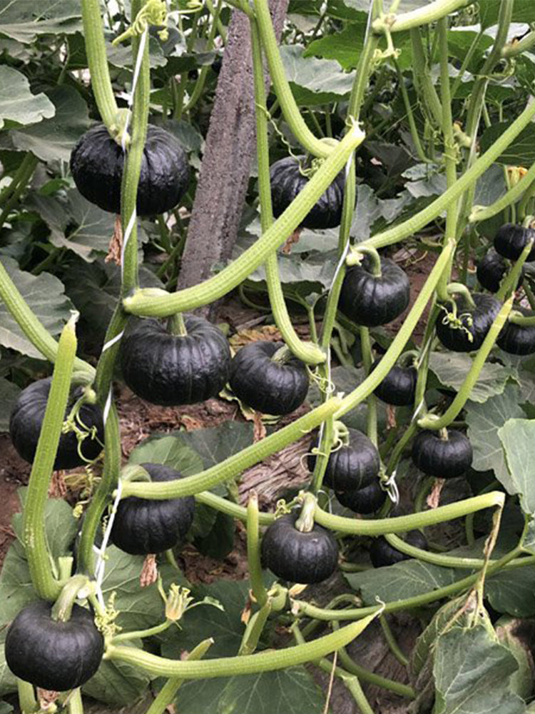 Dongxiang Mini Pumpkins