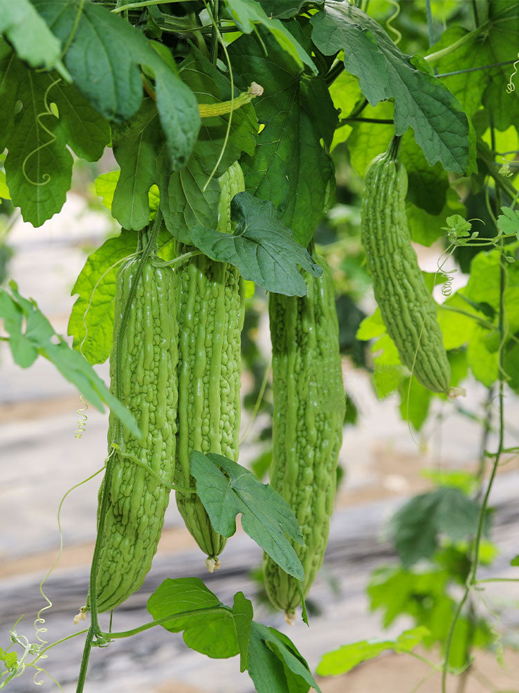 Emerald Green Bitter Melon