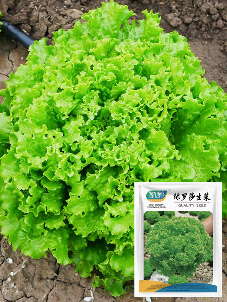 Xishuai Lollo Bionda Lettuce