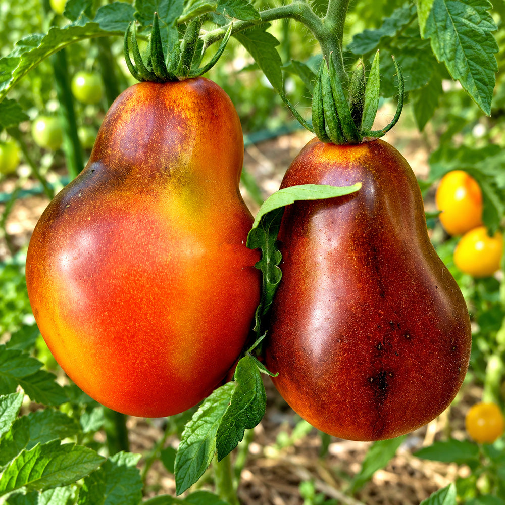 368 Pepper Bronze Pear Tomato