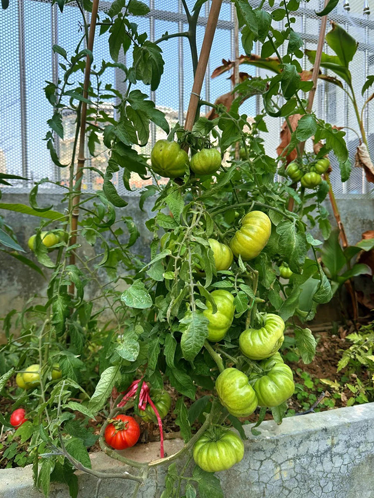 Horseshoe Large Tomato