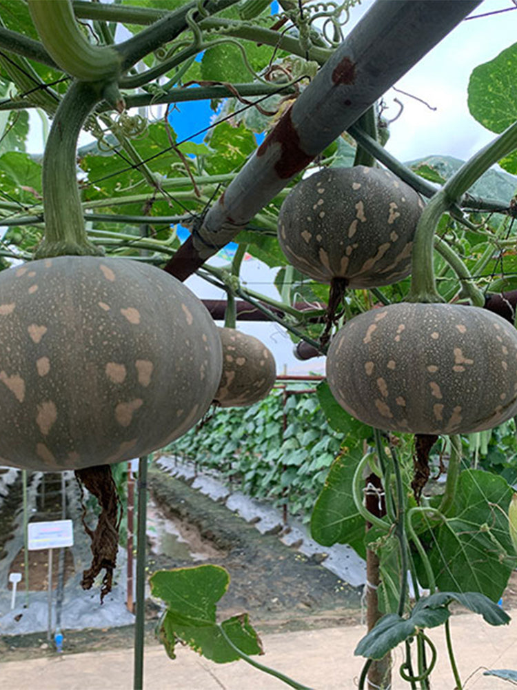 Xiangmi Small Pumpkins