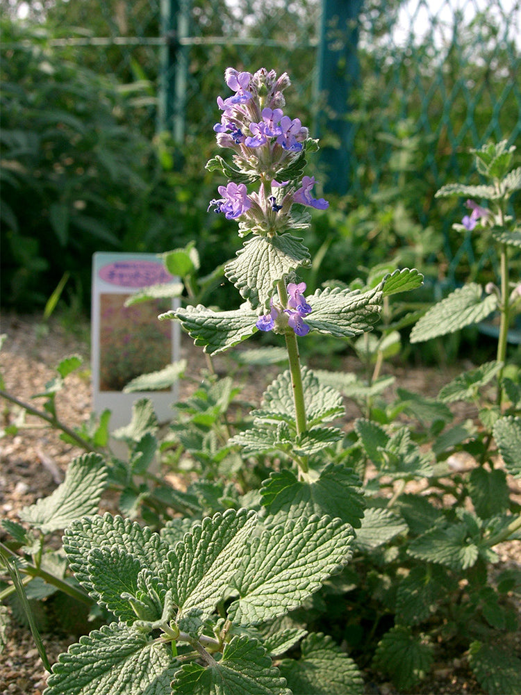 Fragrant Mint (Nepeta × faassenii)