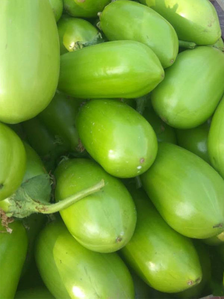'Green Crown' F1 Eggplant
