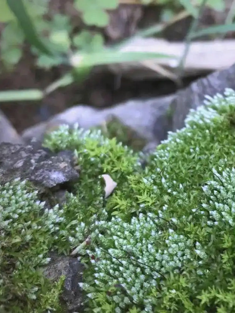 Silver Moss (Bryum argenteum)