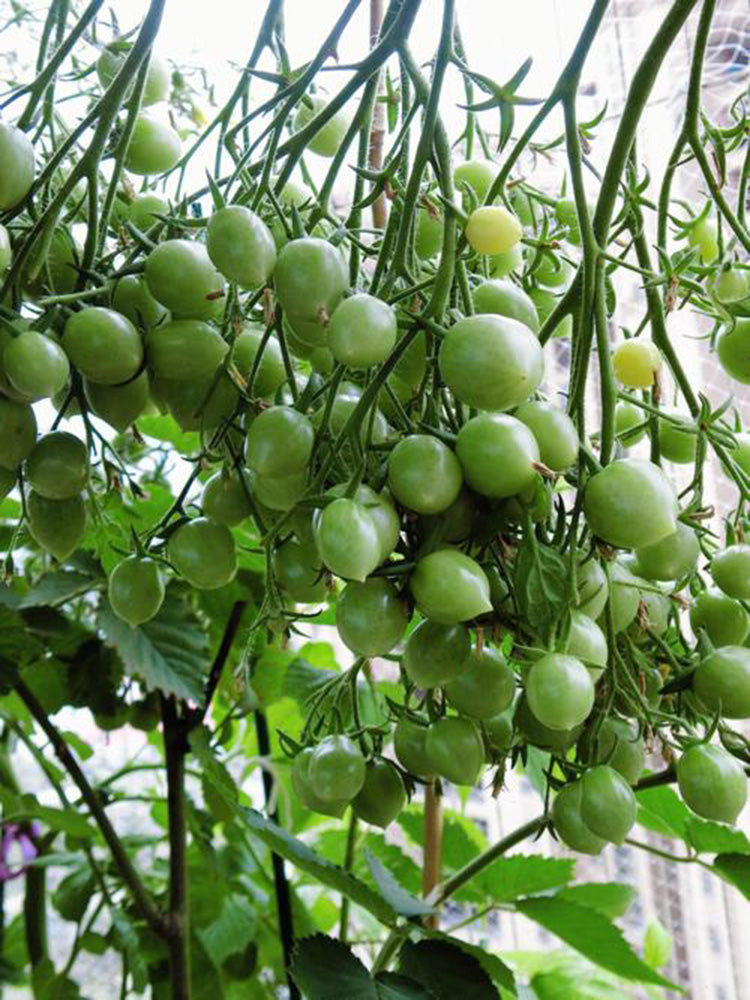 Crazy Barry Cherry Tomato