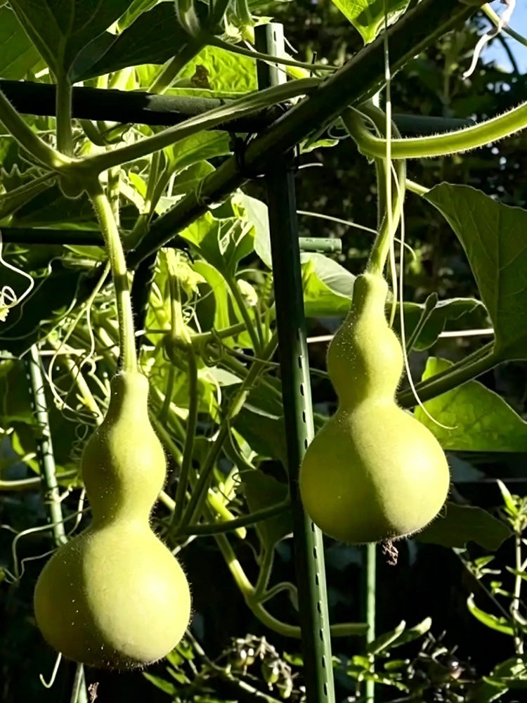 Small Waist Gourd
