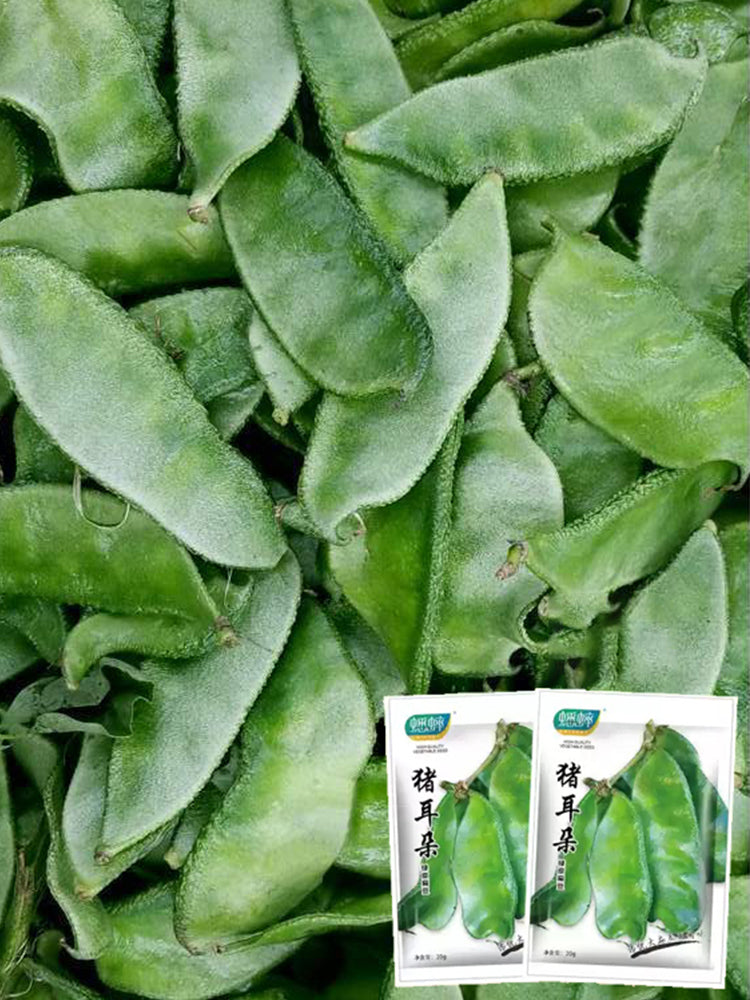 Pig-ear-shaped Hyacinth Bean