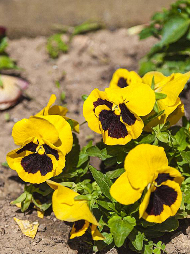 Super Bingo Series Blotched Yellow Pansy (Viola × wittrockiana)
