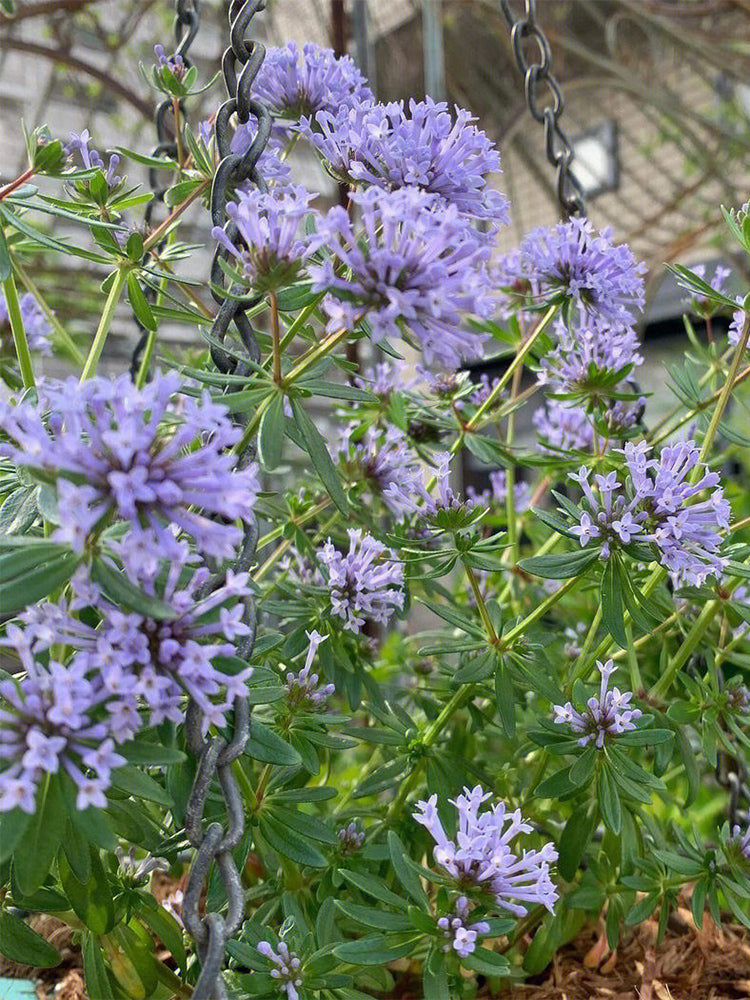 Blue Woodruff (Asperula orientalis)