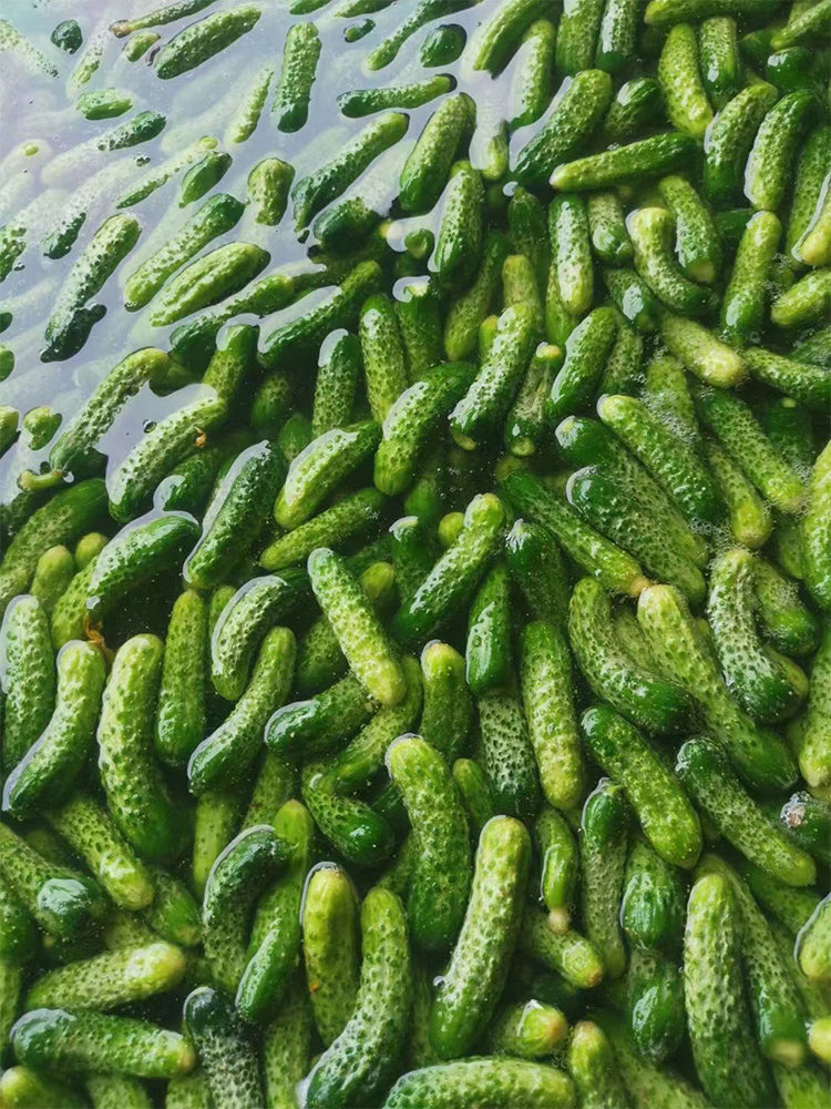 Dutch cucumbers for pickling