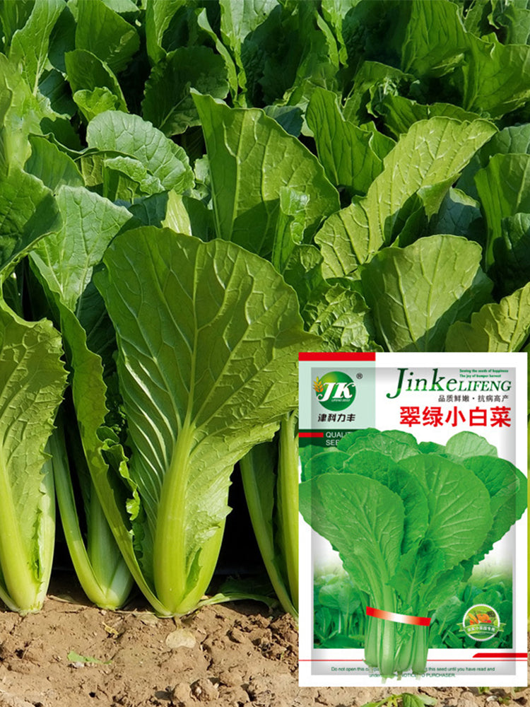 Emerald Green Baby Bok Choy