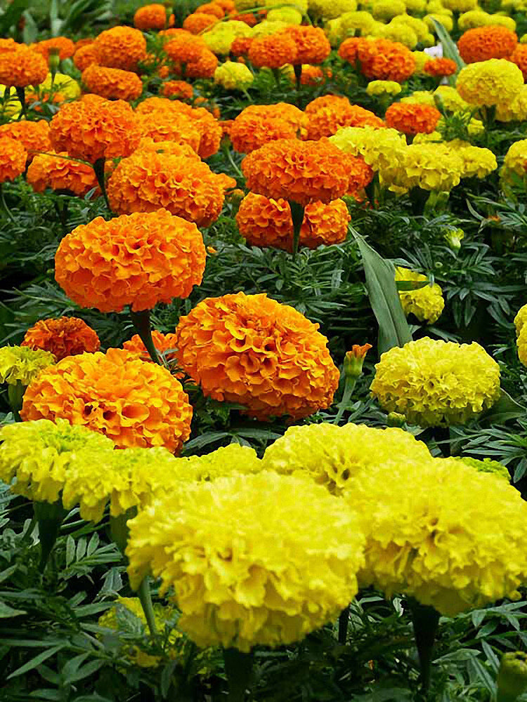 African Marigold (Tagetes erecta)