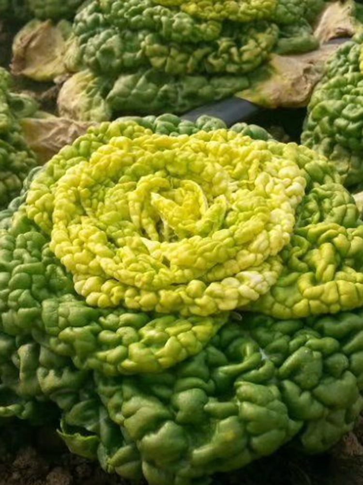 Yellow-Heart Flat Cabbage