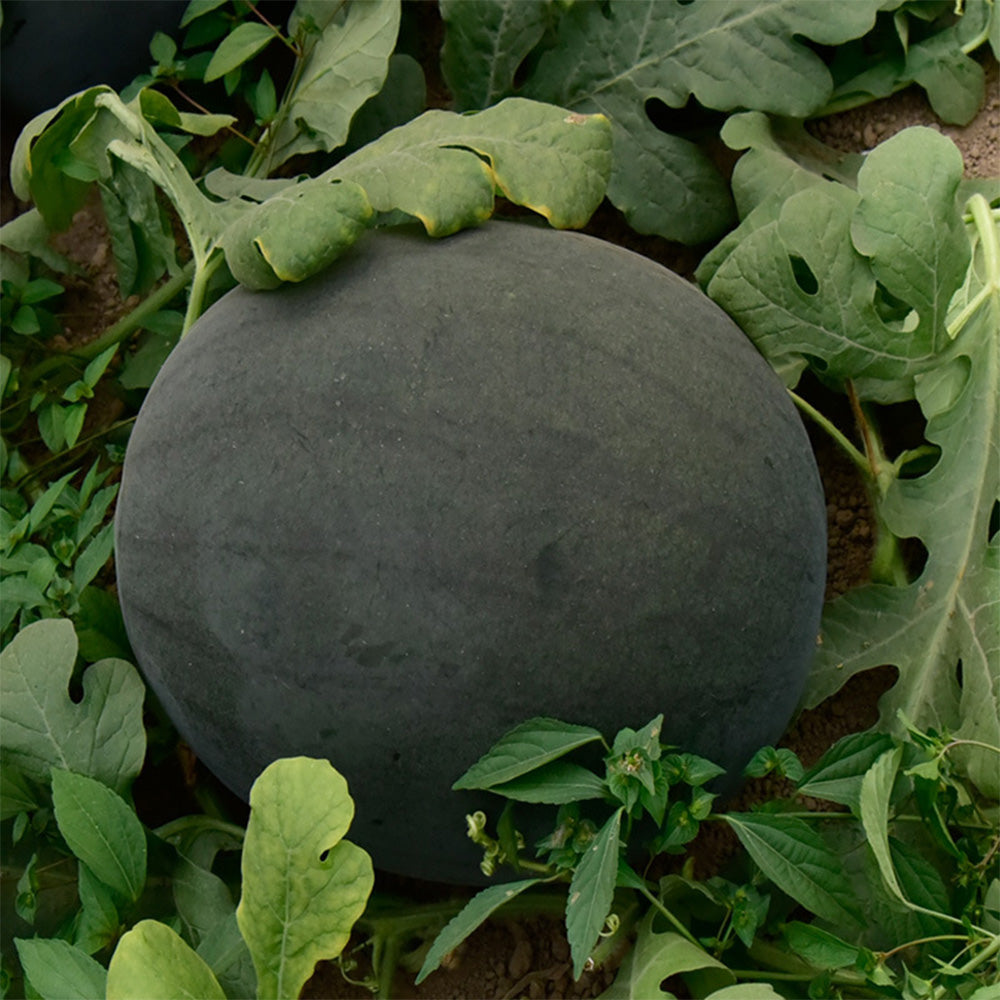 5 Bags (25 Seeds / Bag) of Black Landmine' Series Watermelon Seeds