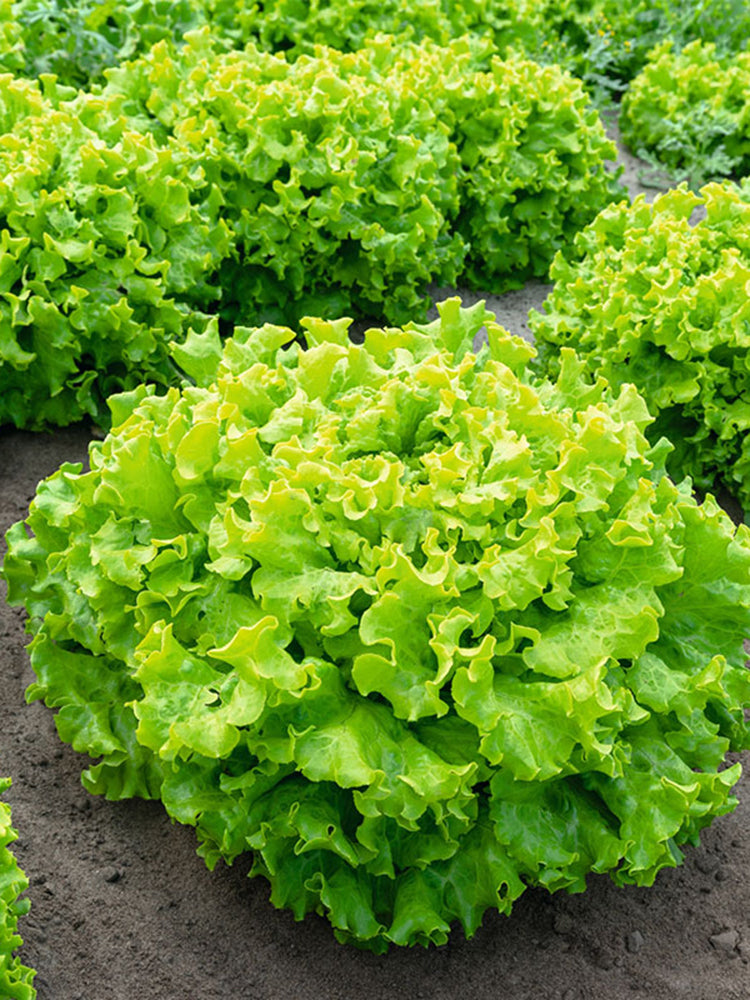 'Dasusheng' Lettuce