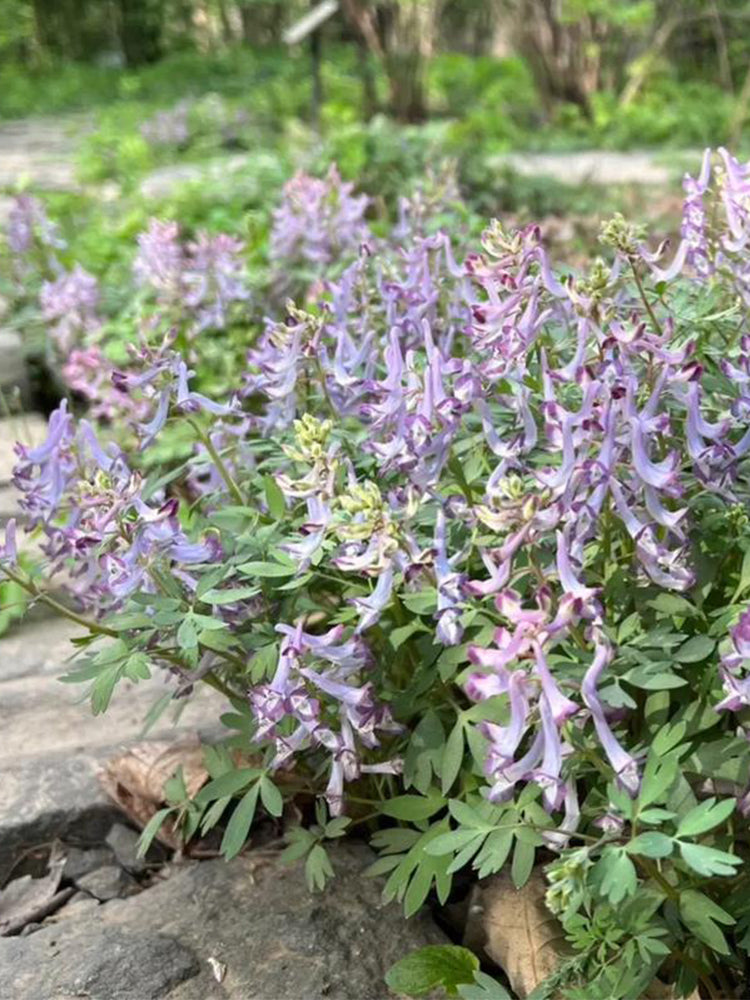 Yanhusuo (Corydalis yanhusuo)