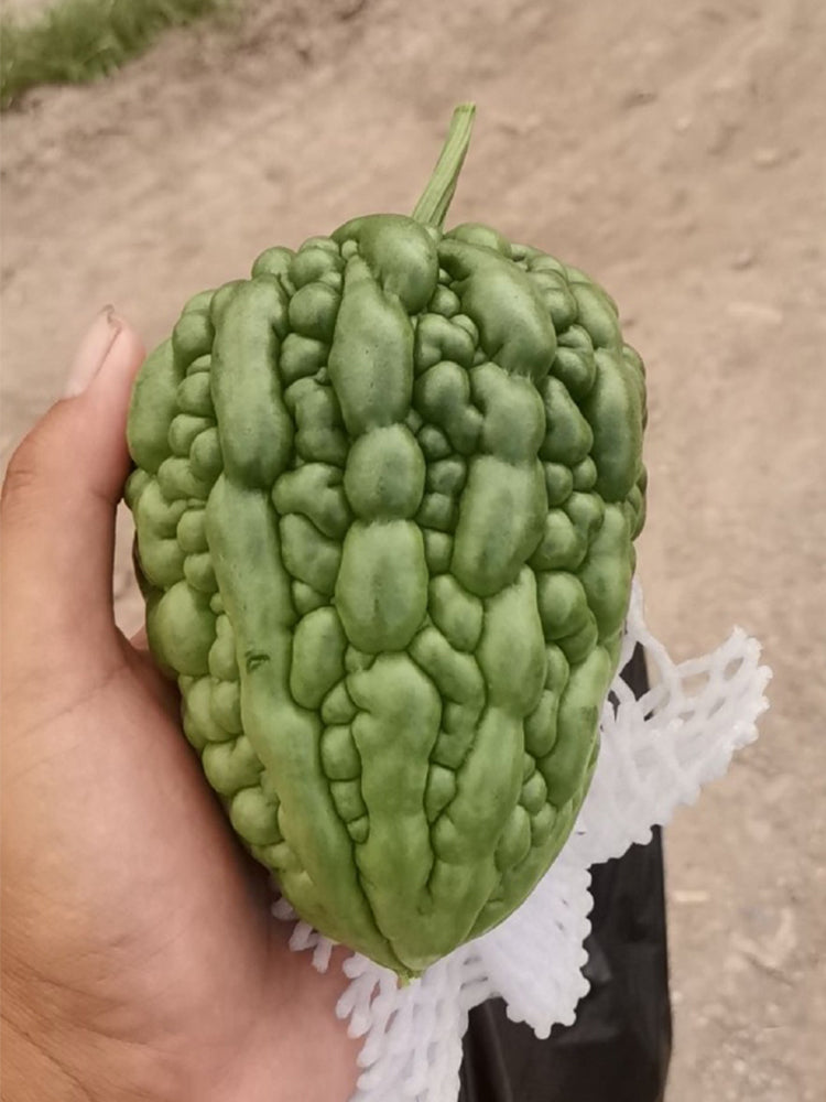 Huading No.5 Broad-top Bitter Gourds