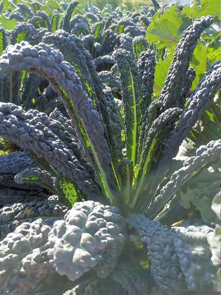 Lacinato Kale (Brassica oleracea var. palmifolia)