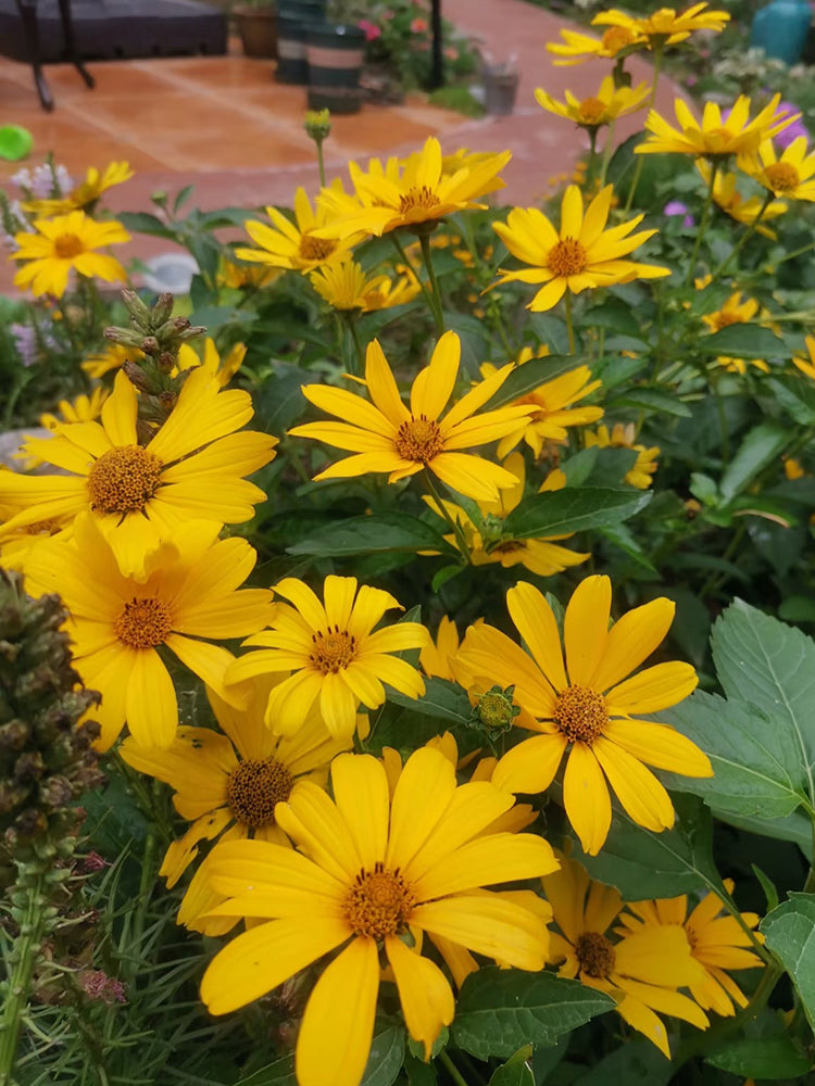 Heliopsis helianthoides