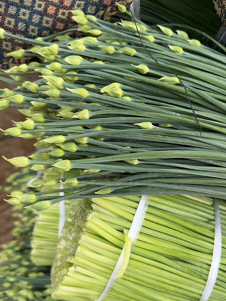 All-Season Garlic Chive Stalk