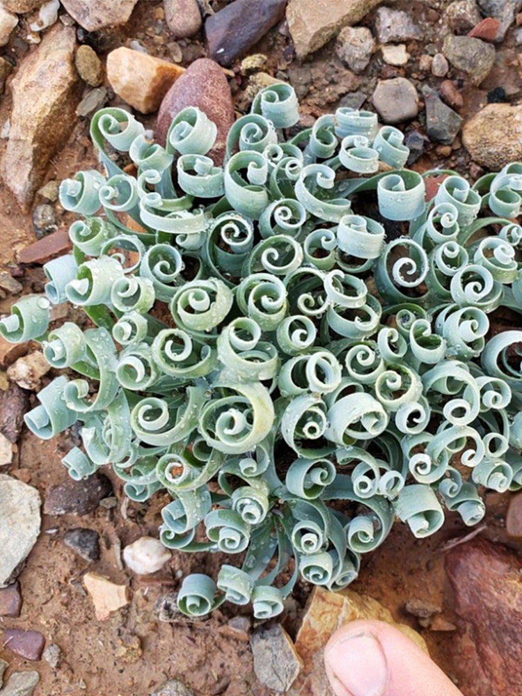 Broad-leaved Albuca (Albuca concordiana Baker)