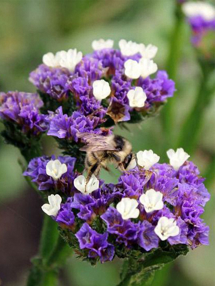 Blue Wavyleaf Sea Lavender (Limonium sinuatum)