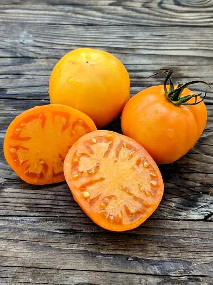 Amish Gold Tomato
